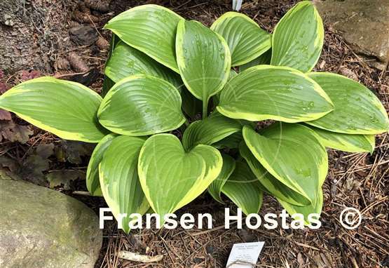 Hosta Lakeside Zesty Zeno